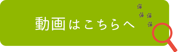 動画はこちらへ